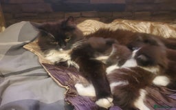 Mixed Breed cats for sale: 5x kittens  - Image 3