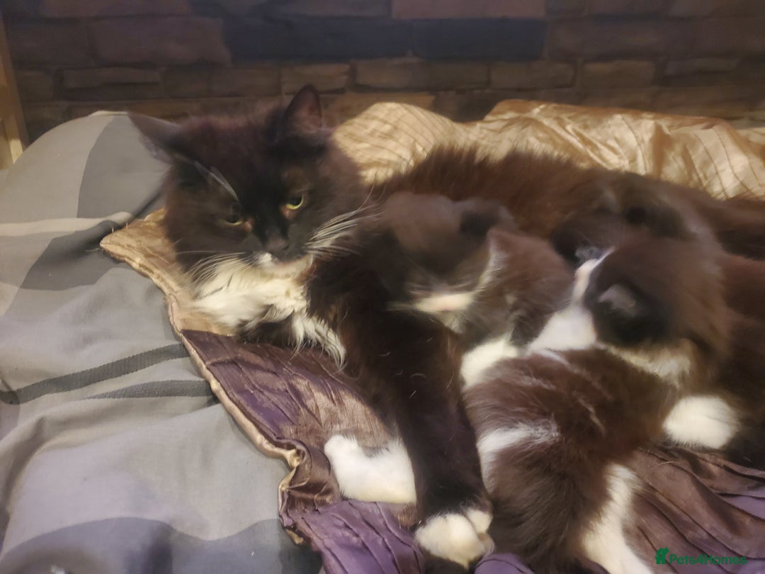 Mixed Breed cats for sale: 5x kittens  - Image 3