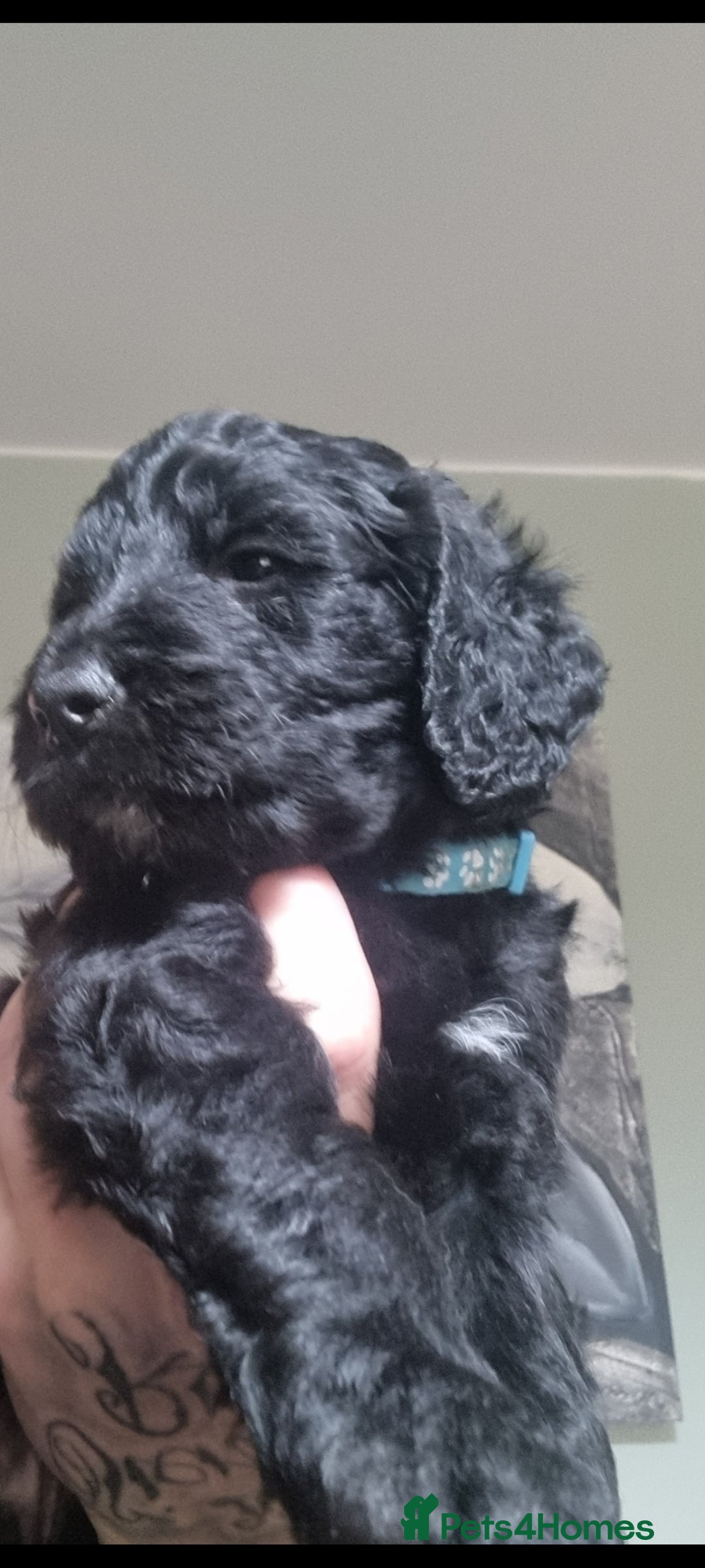 Goldendoodle dogs for sale: 🐾READY TO LEAVE🐾Standard goldendoodle - Image 14