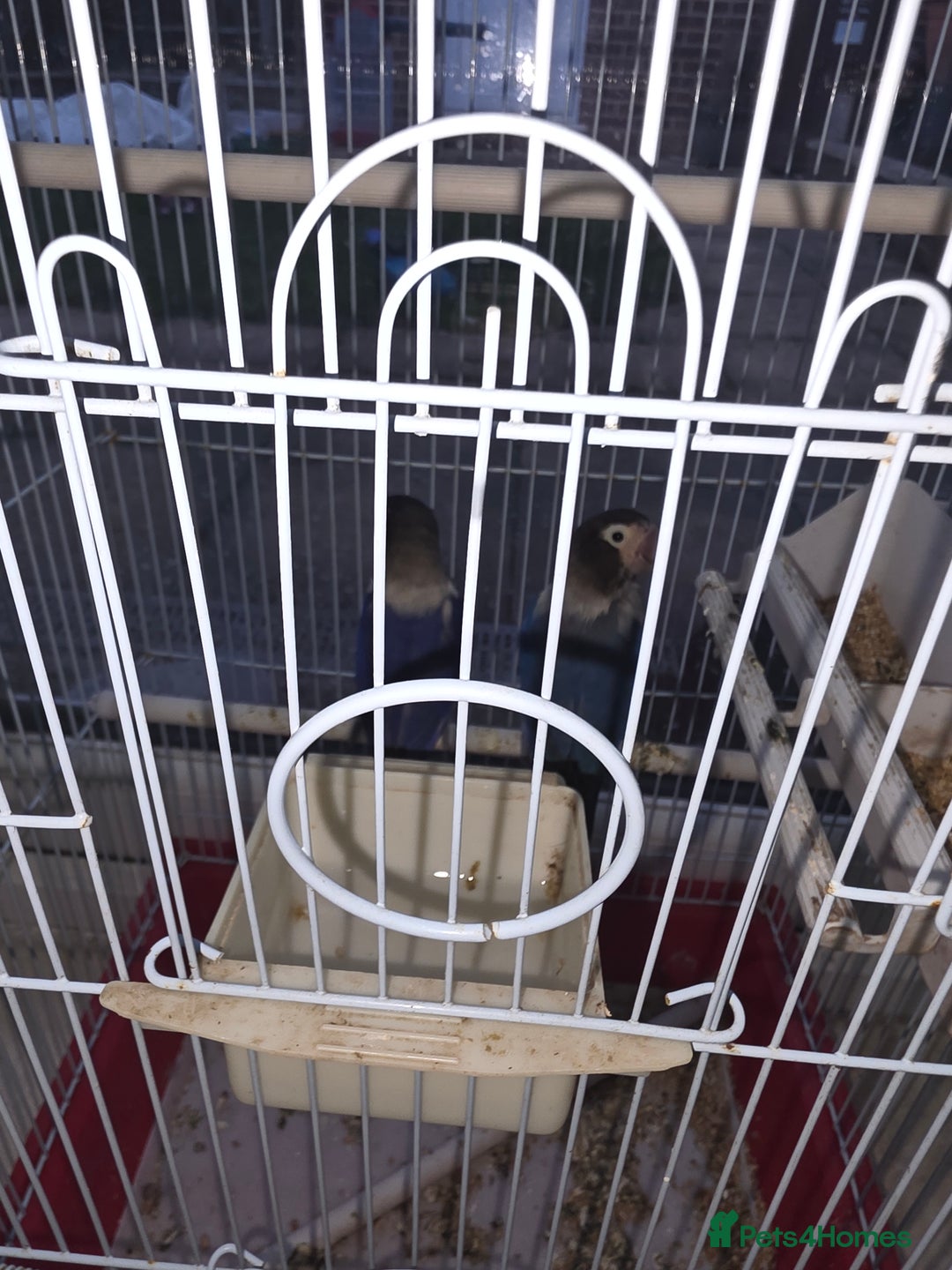 Lovebirds birds for sale: parrots - Advert 2