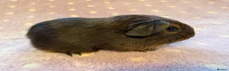 Guinea Pig rodents for sale: Very cute babies - Advert 2