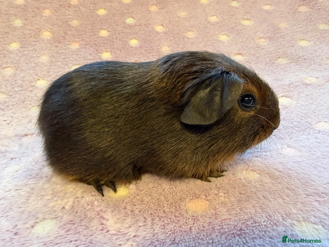 Guinea Pig rodents for sale: Very cute babies - Advert 2