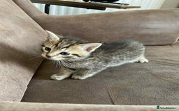 Mixed Breed cats for sale: 5 super cute kittens  - Image 18
