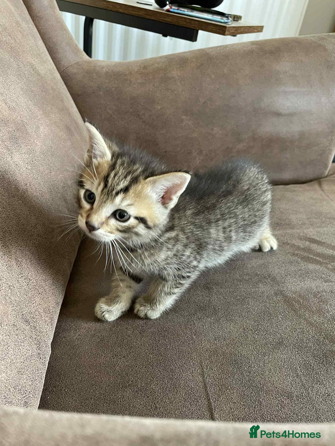Mixed Breed cats for sale: 5 super cute kittens  - Image 18