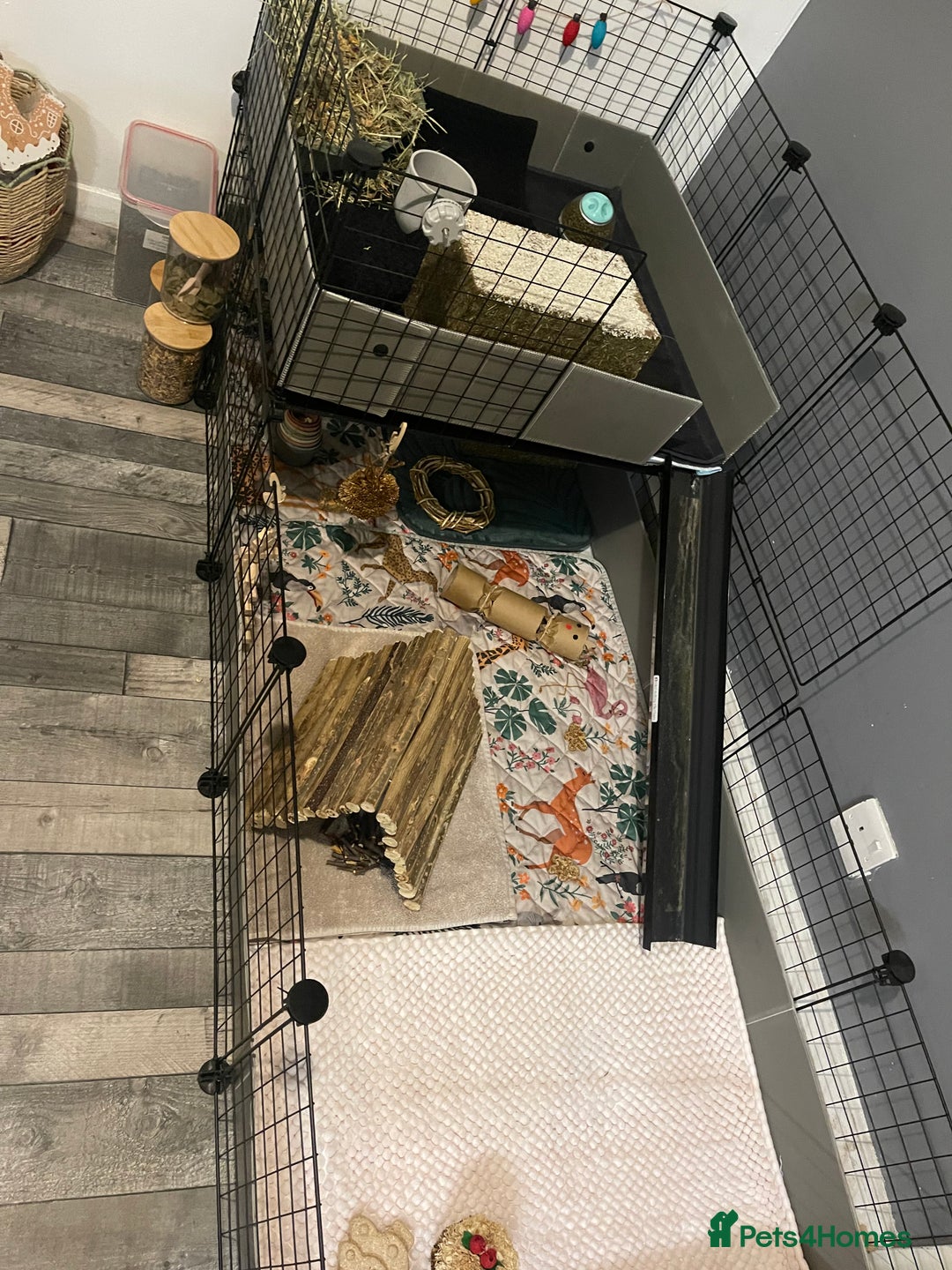 Guinea Pig rodents for sale: Three bonded males  - Advert 5