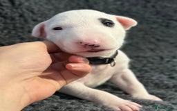 English Bull Terrier dogs for sale: Outstanding English Bull Terrier Puppies - Image 8