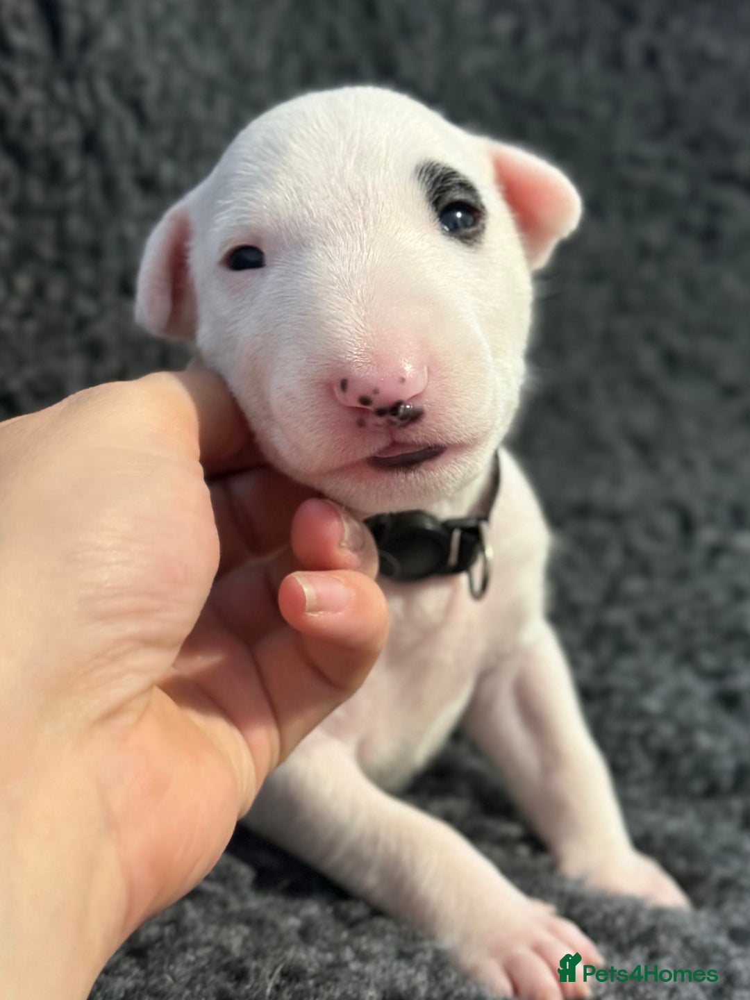 English Bull Terrier dogs for sale: Outstanding English Bull Terrier Puppies - Image 8