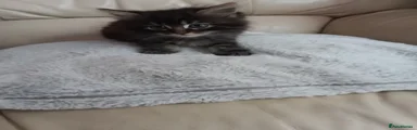 Smokey
