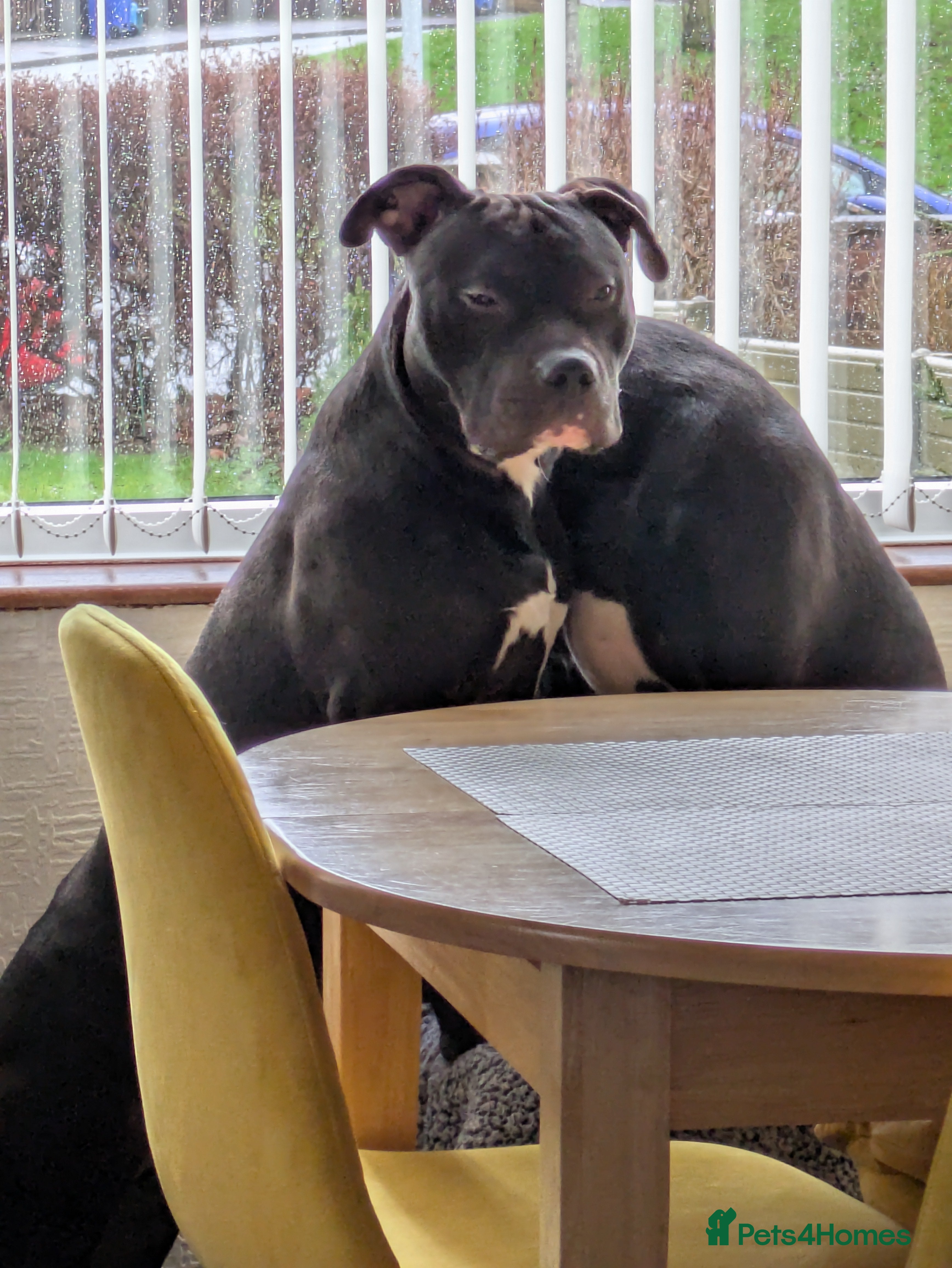 Mixed Breed dogs Male dog  - Advert 13