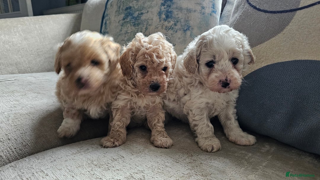 Mixed Breed dogs for sale: Maltipoo f2 very friendly - Image 5