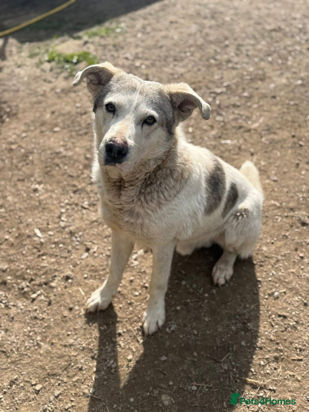 Mixed Breed dogs for adoption: Albut 💙 - Advert 2