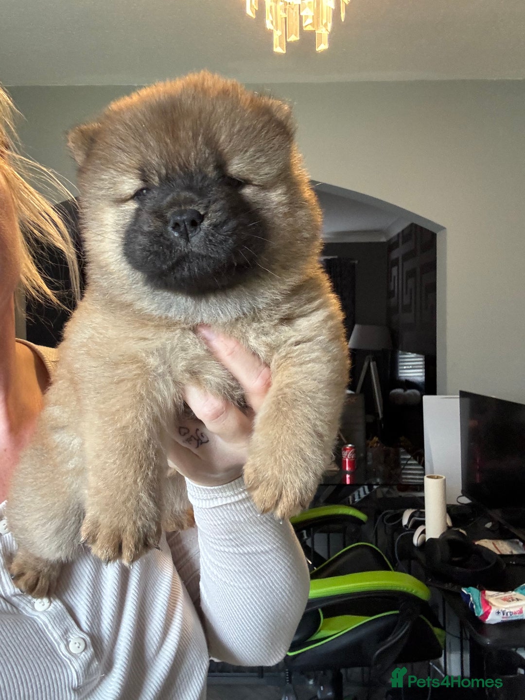 Chow Chow dogs for sale: 3 Stunning chow chow for sale  - Image 3
