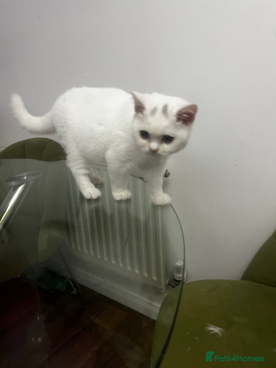 British Shorthair cats for sale: Last 2 stunning kittens BSH ready now - Advert 10