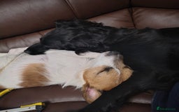 Mixed Breed dogs for sale: READY!! Sprocker jack pups + free bag in Hereford - Image 18