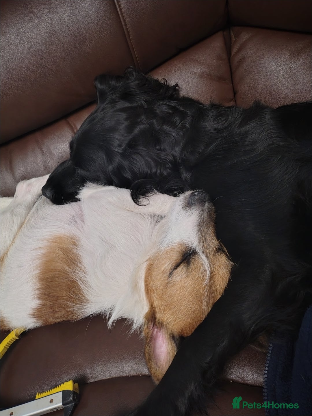 Mixed Breed dogs for sale: READY!! Sprocker jack pups + free bag in Hereford - Image 18