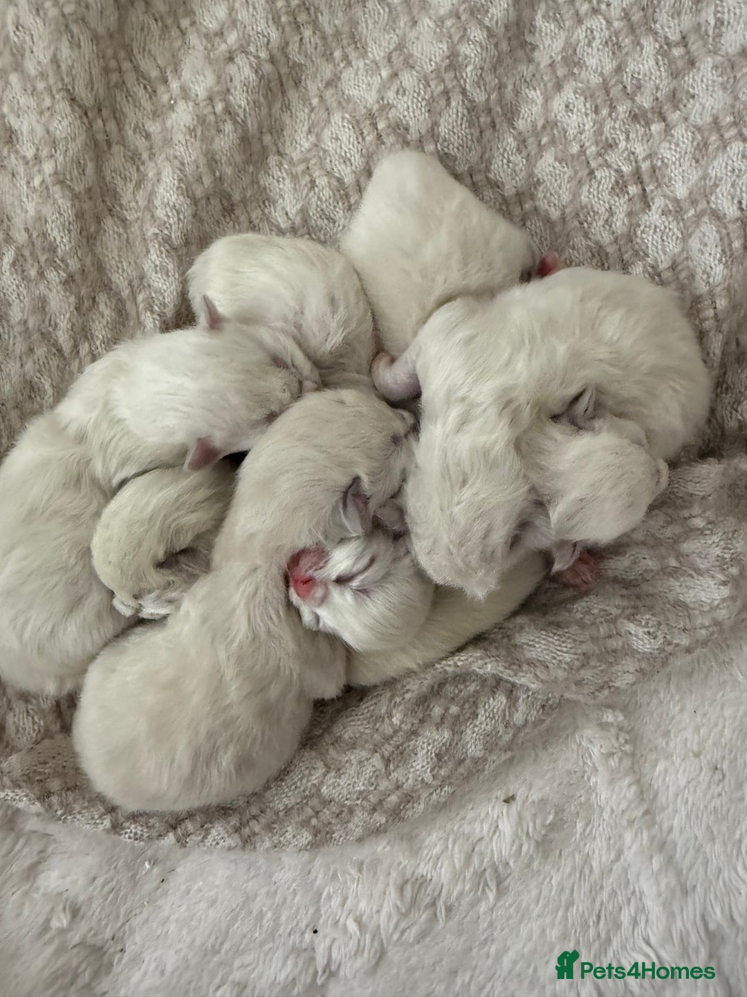 Ragdoll cats for sale: Ragdoll Purebred kittens 🩷🩵 - Advert 9