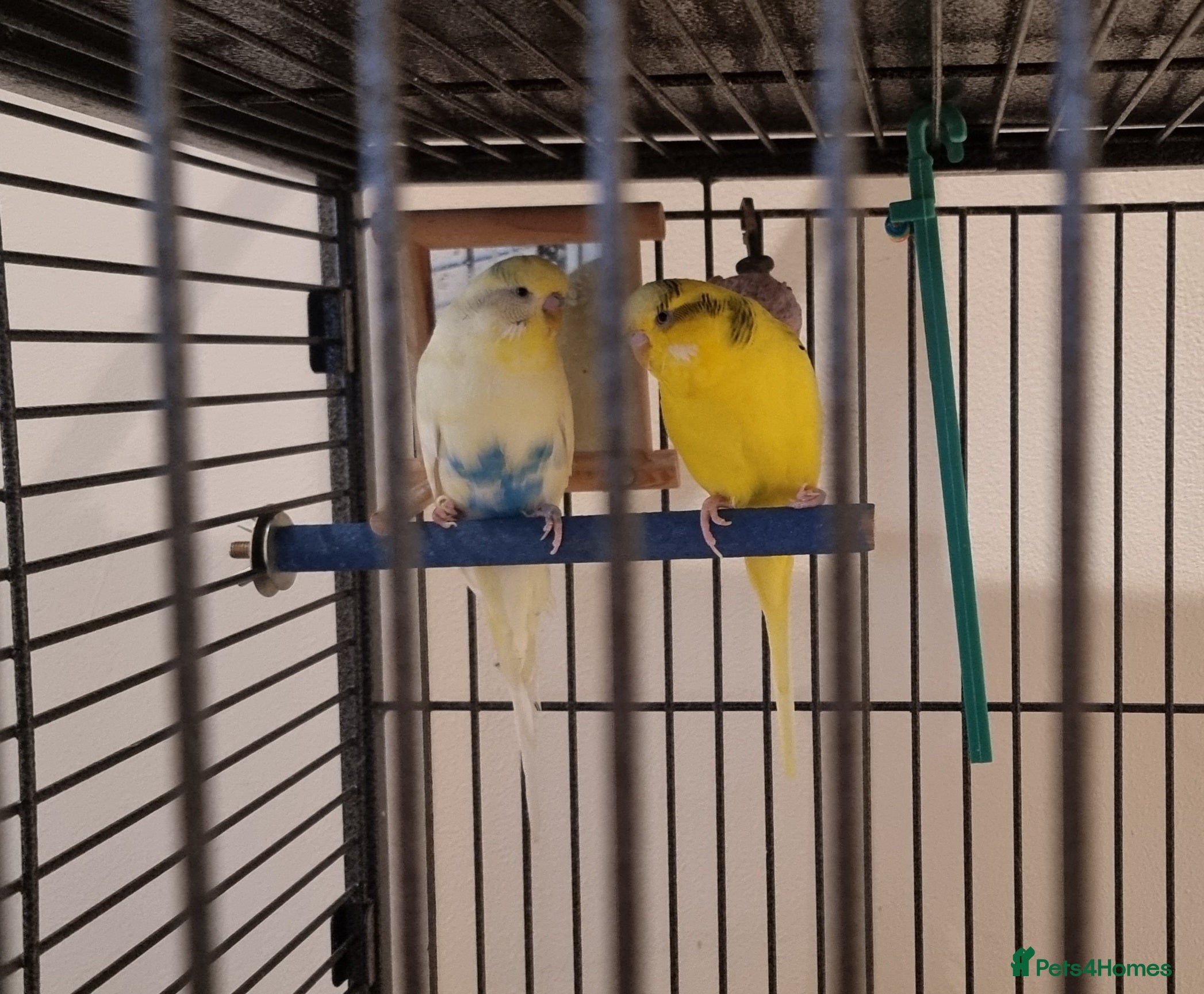Budgerigars birds Budgies for Free (Food included for £15) - Advert 1