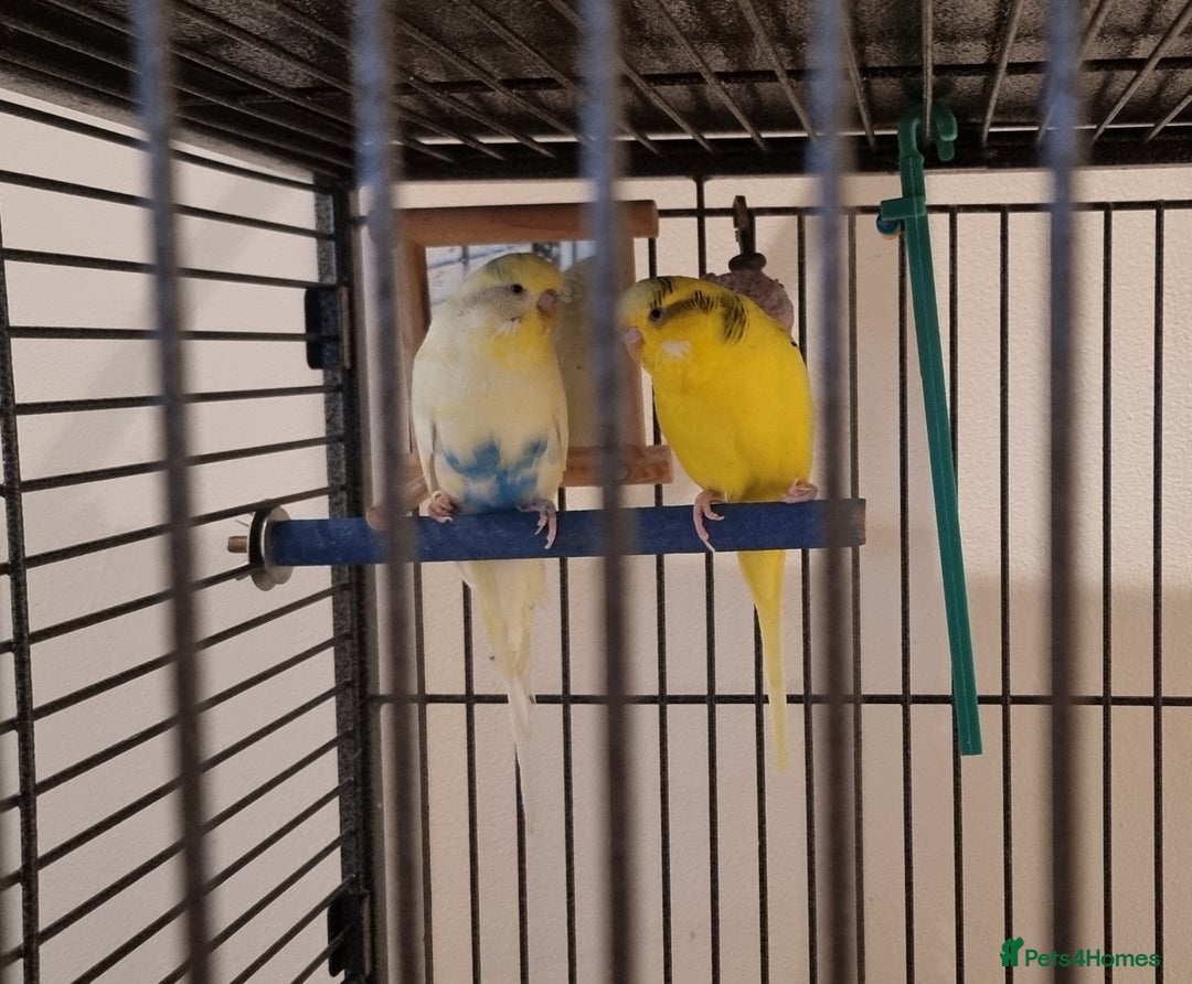 Budgerigars birds for sale: Budgies for Free (Food included for £15) - Advert 1