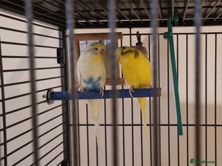 Budgerigars birds Budgies for Free (Food included for £15) - Advert 1