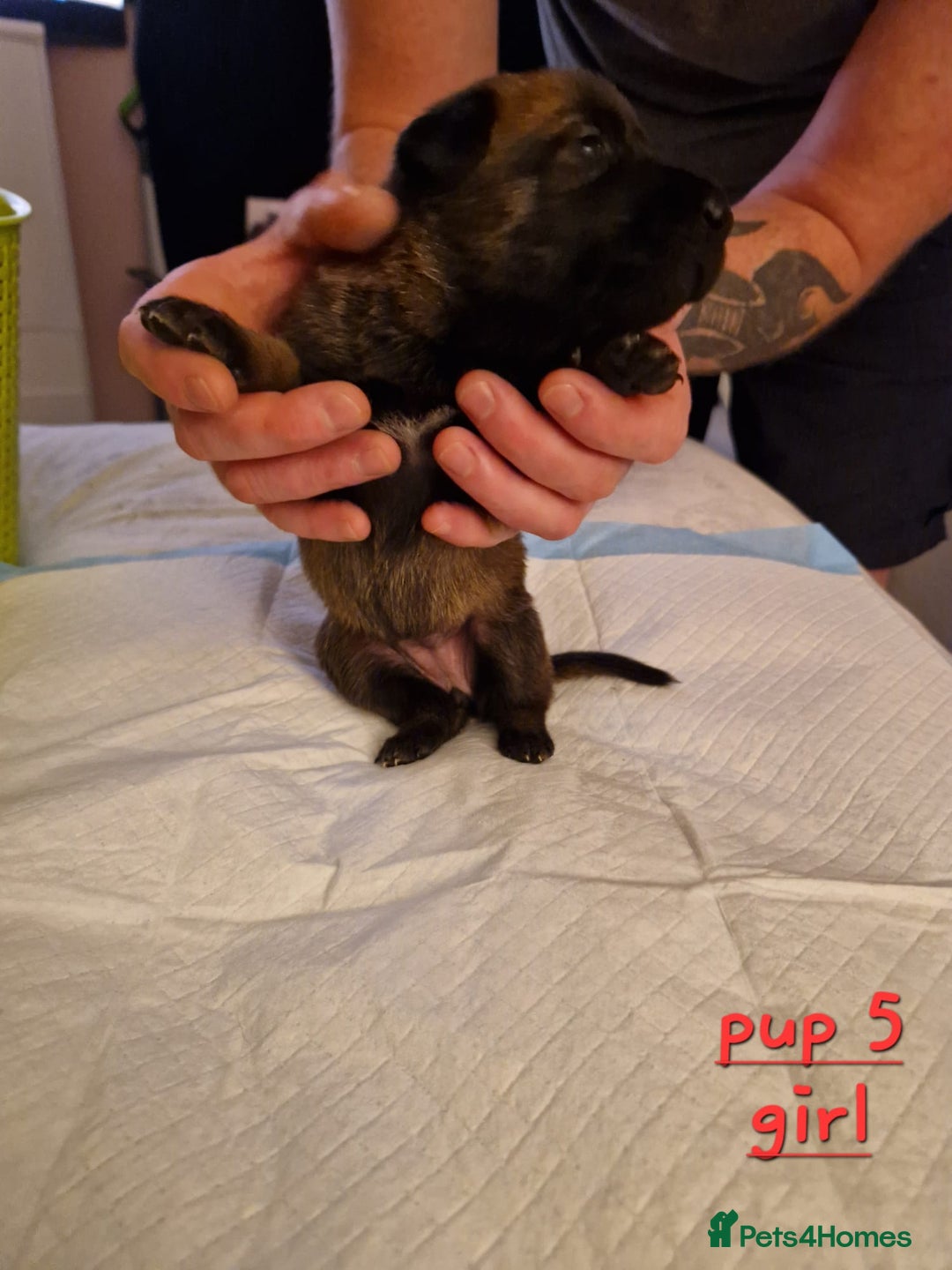 Belgian Shepherd Dog dogs for sale: 100% Belgian Malinois - Advert 3