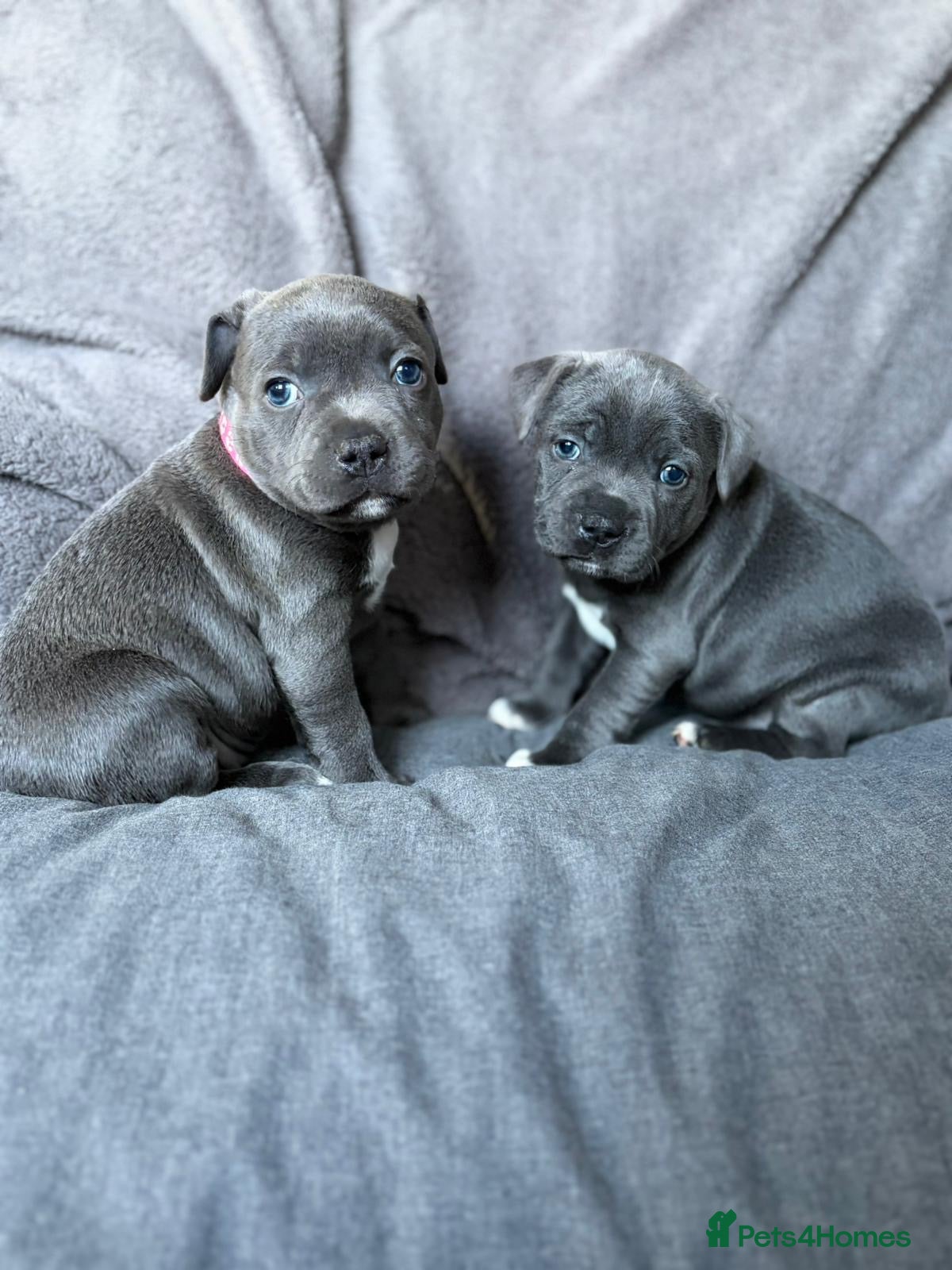 Staffordshire Bull Terrier dogs Blue Staffy pups *2 girls left* - Advert 1
