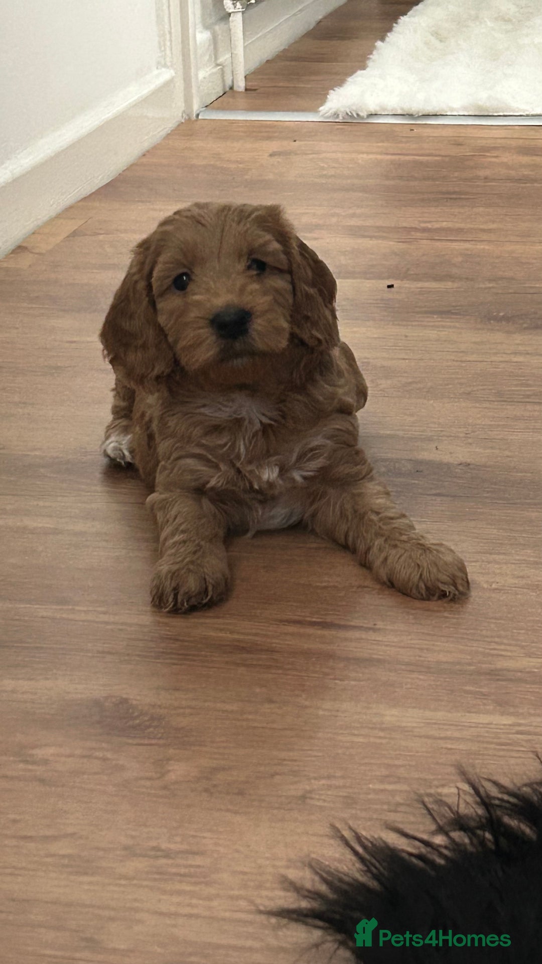 Cockapoo dogs for sale: Cockapoo in Chesterfield - Image 19