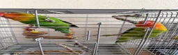 Lovebirds birds for sale: Lovebirds  - Advert 7