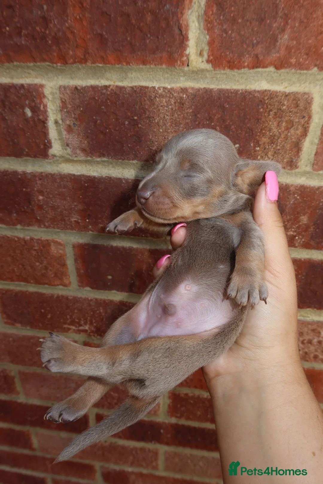 Miniature Dachshund dogs for sale: Stunning miniature dachshunds  - Advert 6