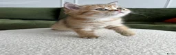 British Shorthair cats for sale: Black golden shaded female  - Advert 3