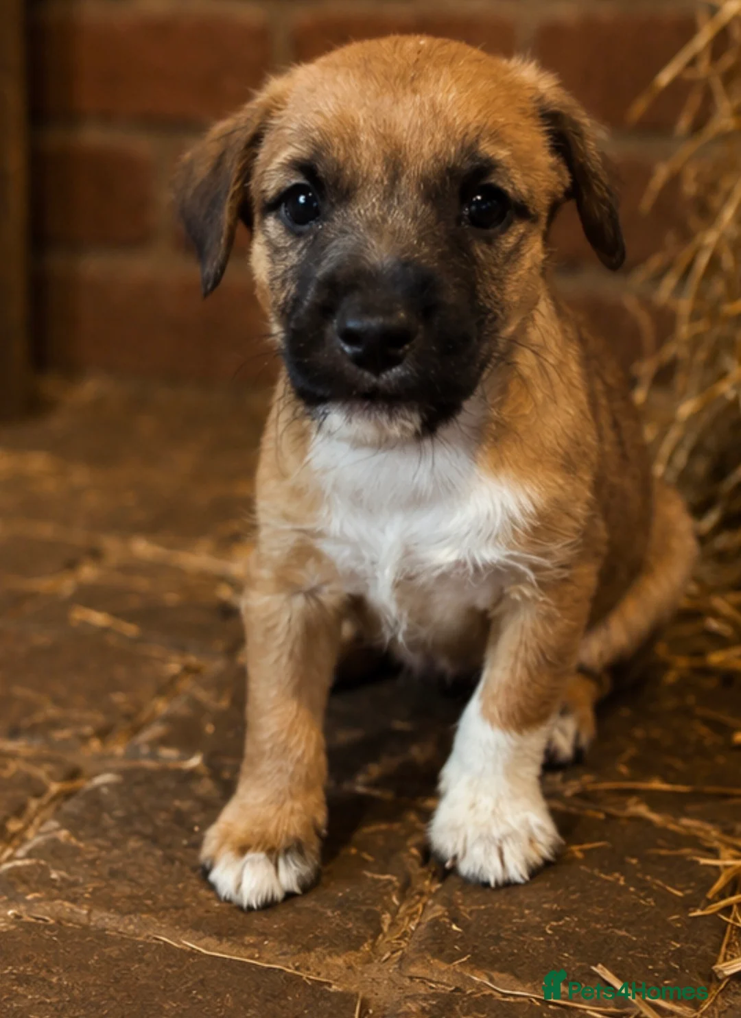 Jack Russell dogs for sale: Ready to go stunning Jack Russell pups  - Advert 5