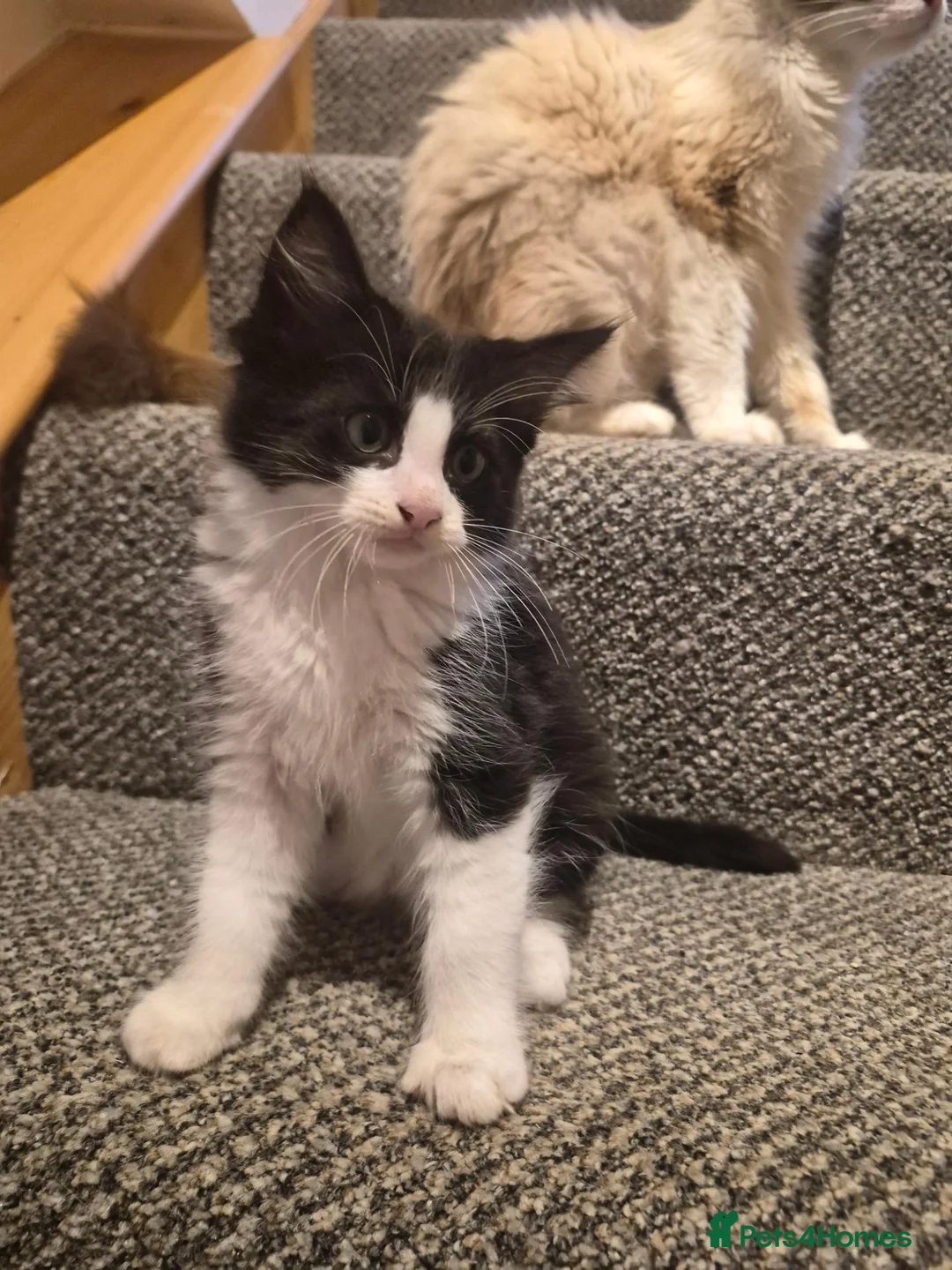 Ragdoll cats for sale: Ragdoll x Norwegian forest - Advert 9
