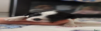 Sprocker Puppy 1
