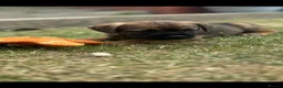 Border Terrier dogs for sale: Border terrier puppies  - Advert 5