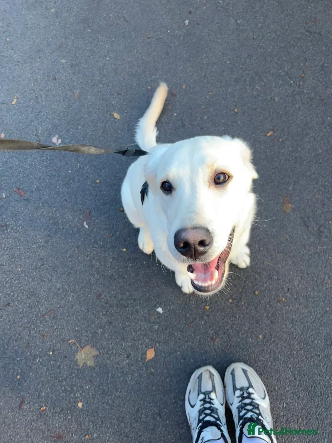 Goldador dogs for sale: Rehoming puppy  - Advert 3