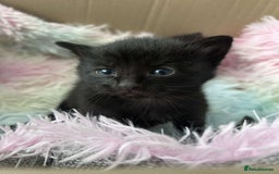 Mixed Breed cats for sale: Two black males - Image 6