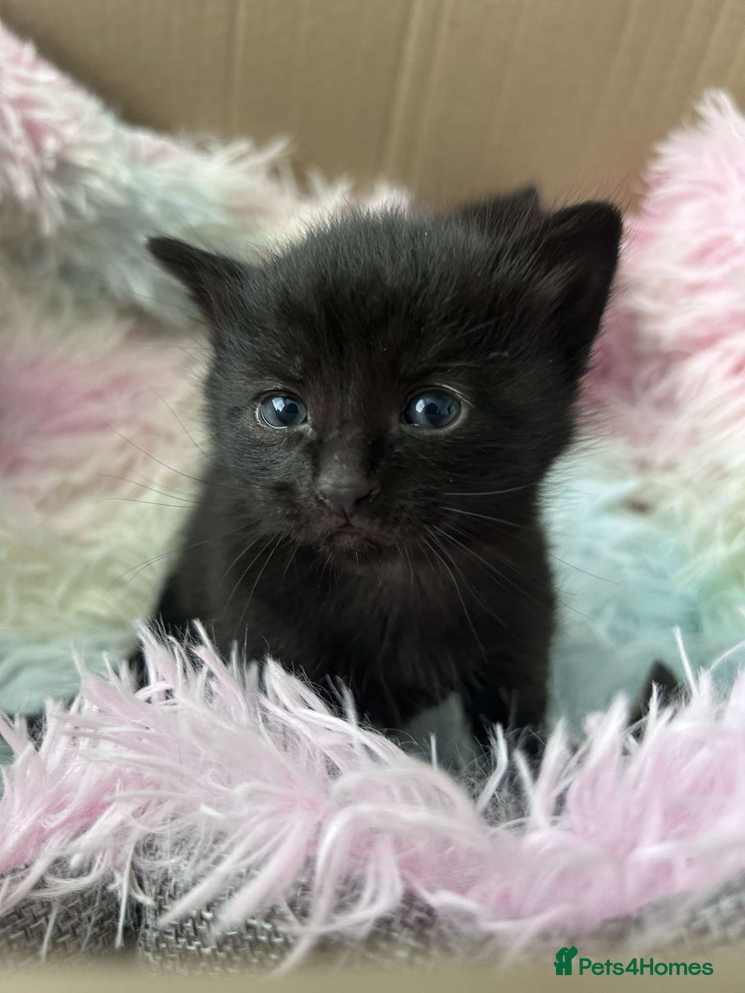 Mixed Breed cats for sale: Two black males - Image 6