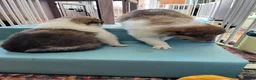 Rough Collie dogs for sale: HAPPY HEALTHY FREE DM-CEA-MDR1-PRA. NO INBREEDING. - Advert 2
