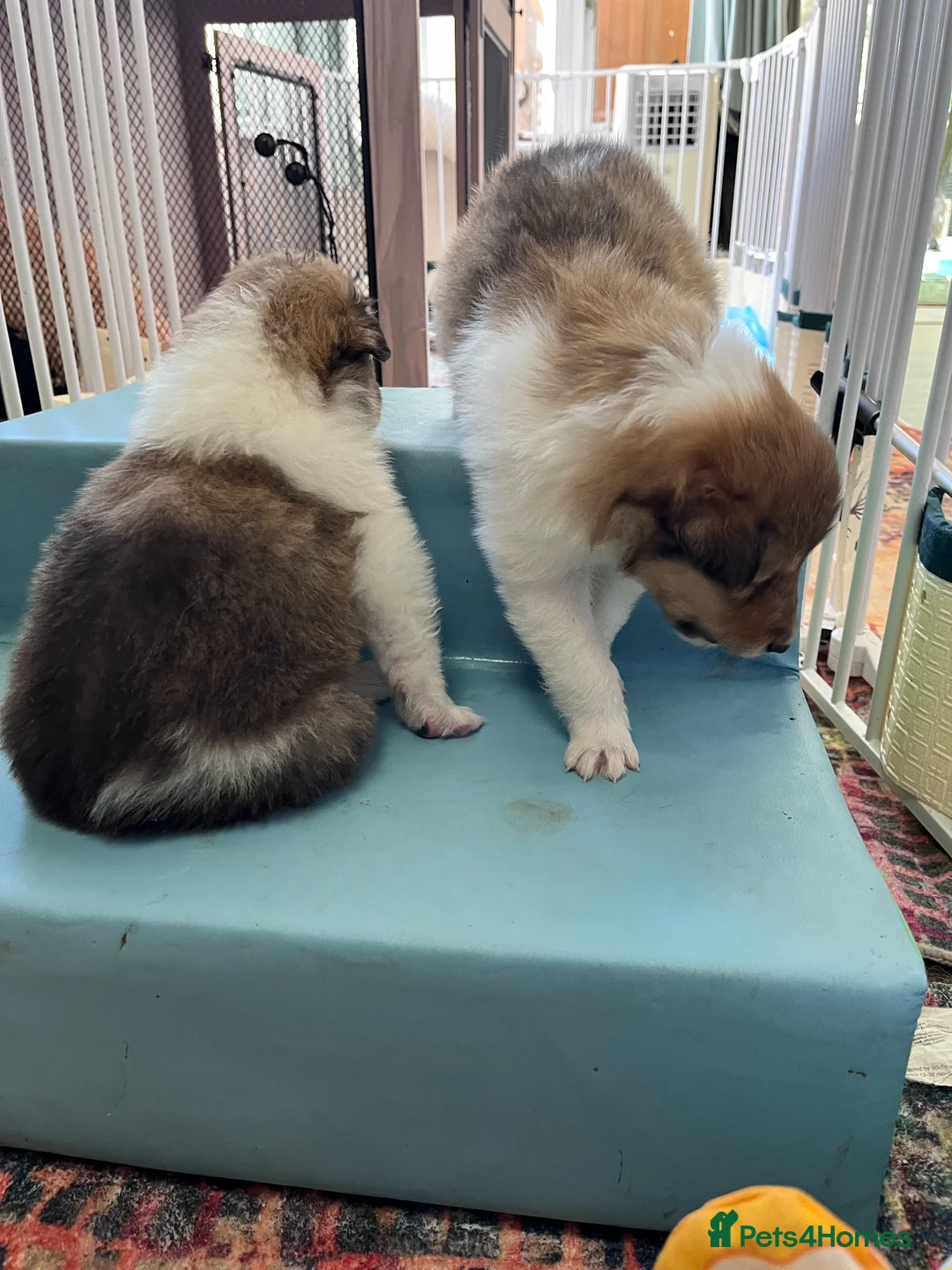 Rough Collie dogs for sale: HAPPY HEALTHY FREE DM-CEA-MDR1-PRA. NO INBREEDING. - Advert 2