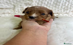 Cavapoo dogs for sale: Top Class Extensively tested F1b Toy Cavapoo pups - Image 15