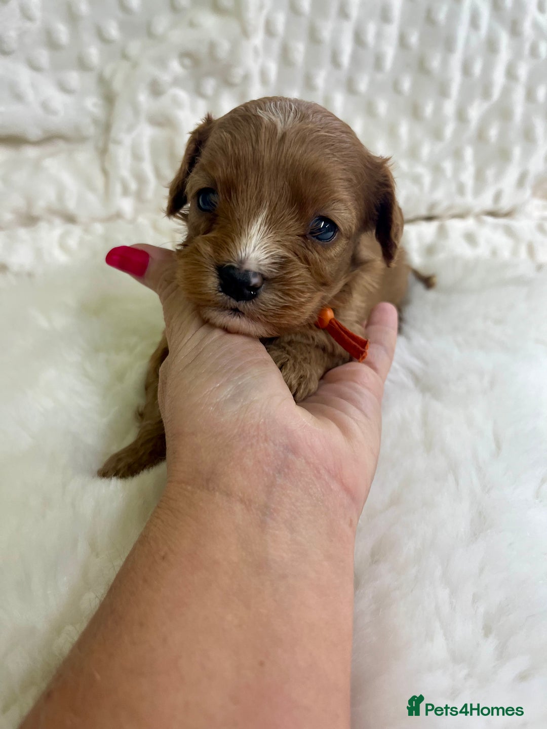 Cavapoo dogs for sale: Top Class Extensively tested F1b Toy Cavapoo pups - Image 15