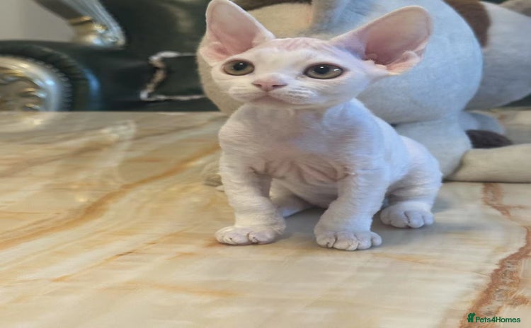 Devon Rex cats - Advert 3