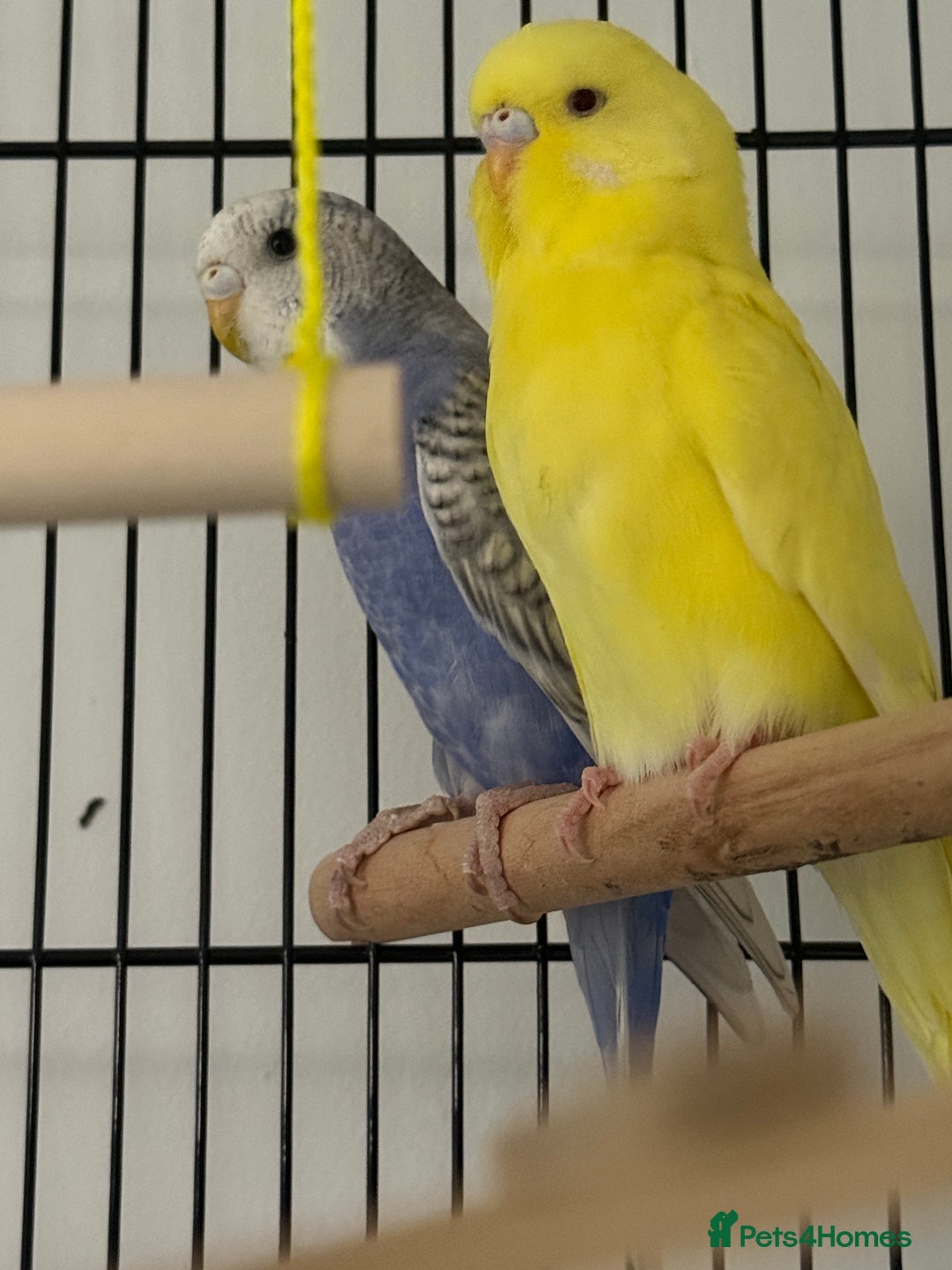 Budgerigars birds for sale: Budgies for sale , around 3-4 months old.  - Advert 4