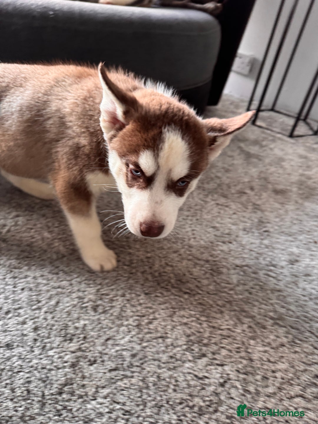 Siberian Husky dogs for sale: Siberian husky boys  - Advert 12