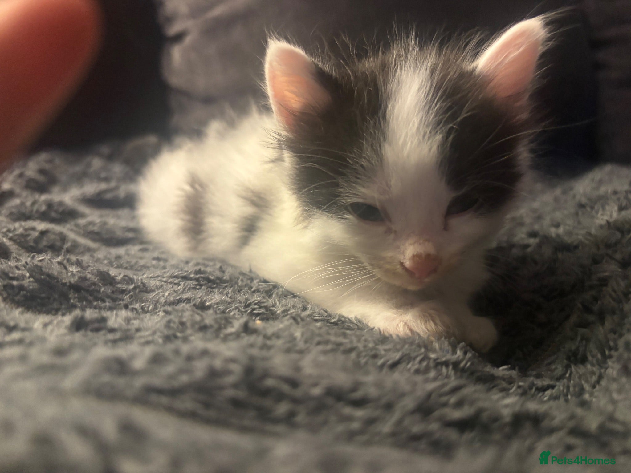 Mixed Breed cats Male Kittens  - Advert 3
