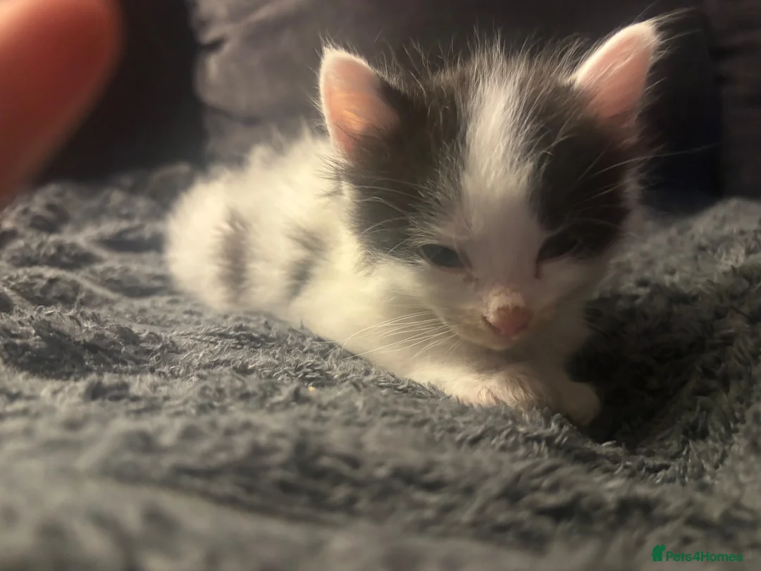 Mixed Breed cats for sale: Male Kittens  - Advert 1