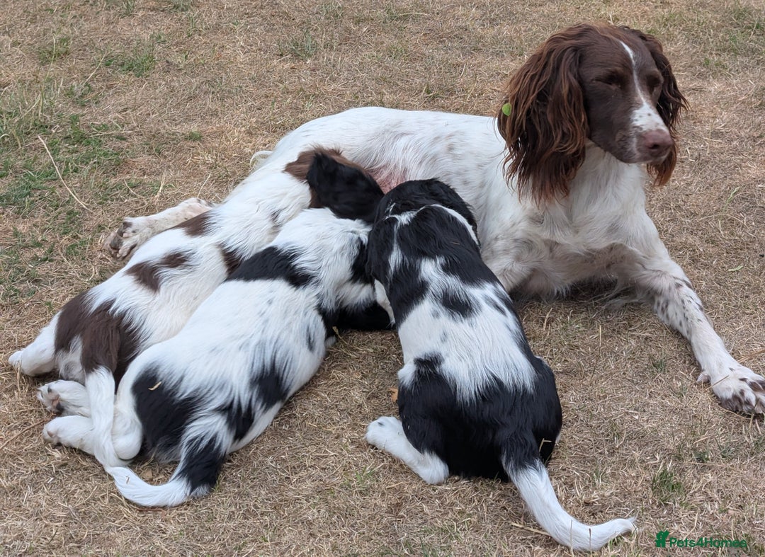 English Springer Spaniel dogs for sale: Home bred English Springer Spaniel male puppy. - Image 7