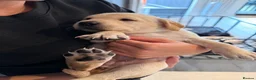 Labrador Retriever dogs for sale: Simply the best Labrador puppies KC registered - Advert 4
