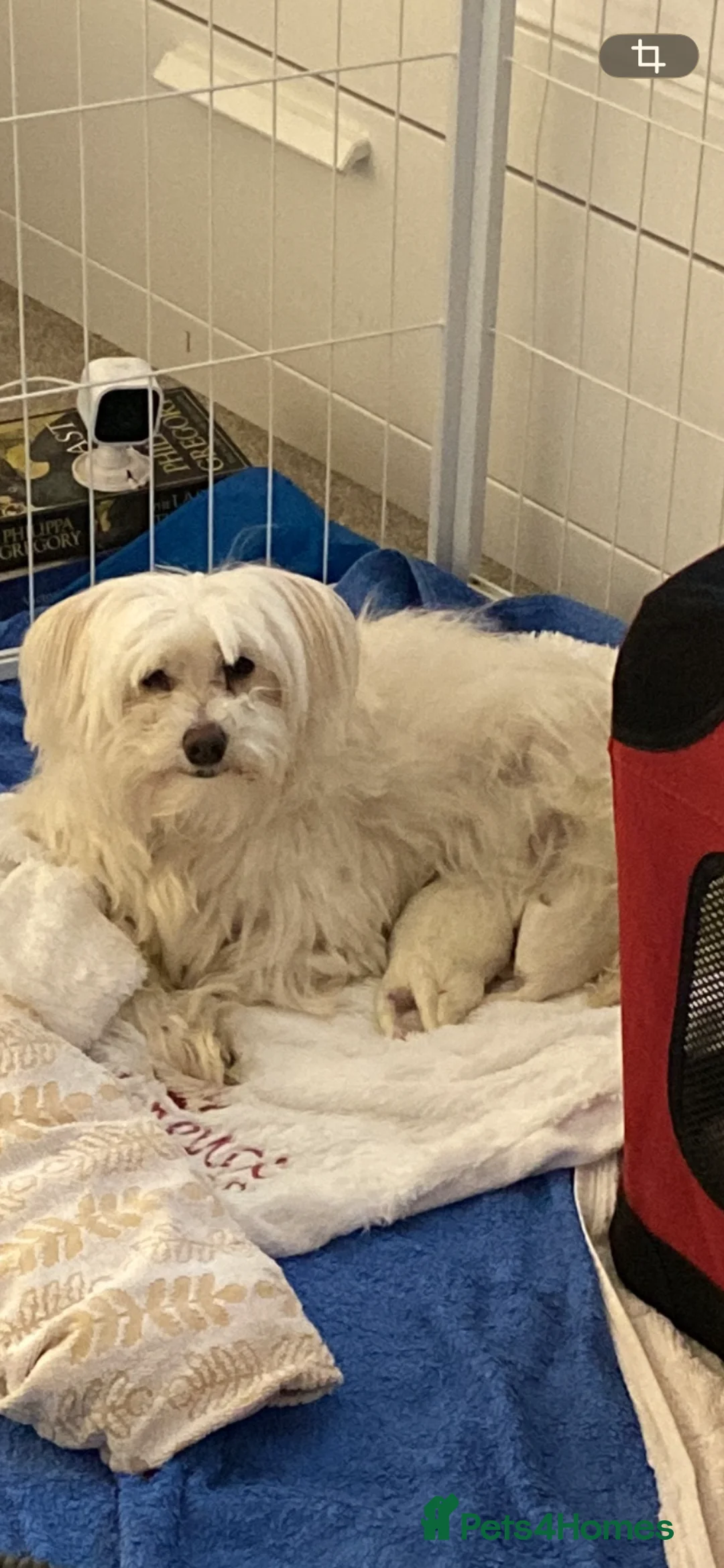 Coton De Tulear dogs for sale: Pure Coton de Tulear puppies  - Advert 3