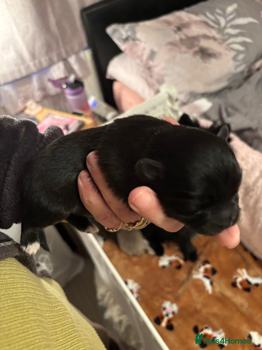 Pomchi dogs for sale: Primrose’s precious pomchi babies - Advert 14