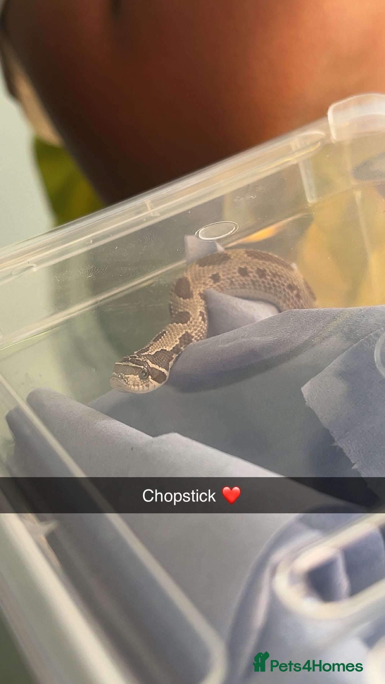 Snake reptiles Hognose snake for sale - Advert 1